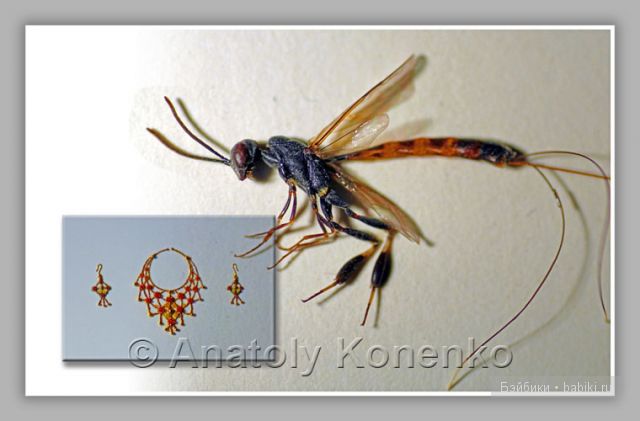 Анатолий Коненко