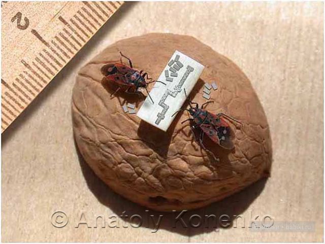 Анатолий Коненко