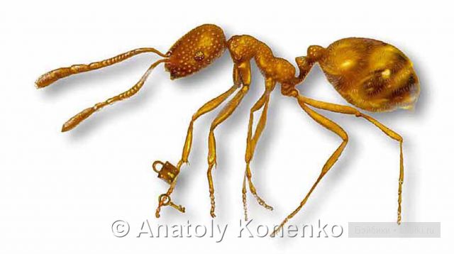 Анатолий Коненко