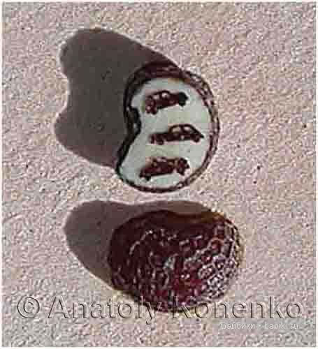 Анатолий Коненко