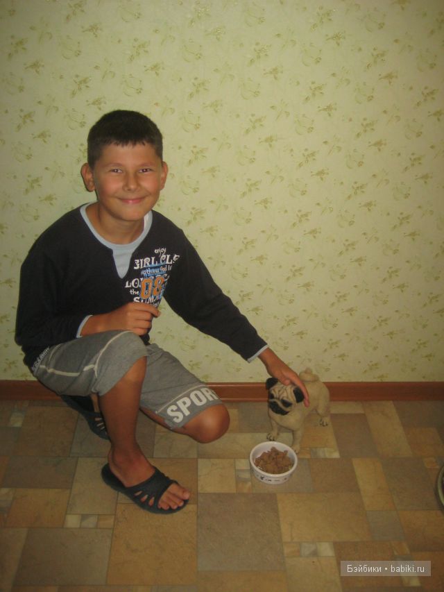 Моя коллекция игрушечных мопсиков