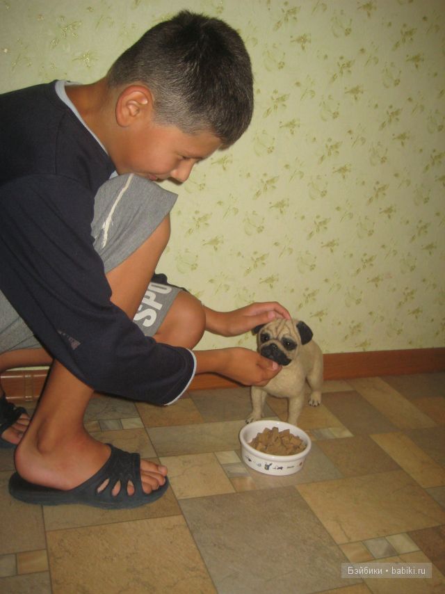 Моя коллекция игрушечных мопсиков