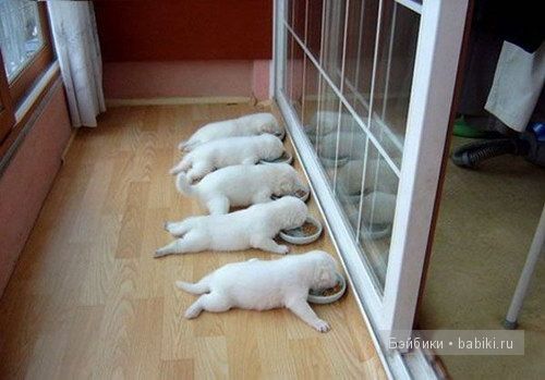 животные животные