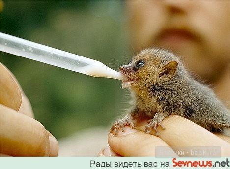 животные животные