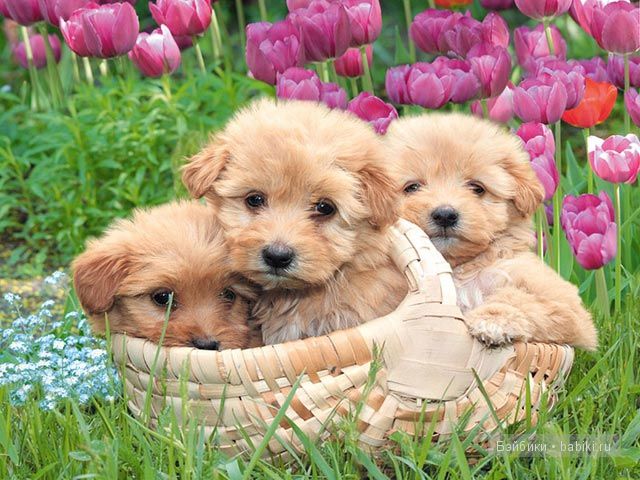 животные животные