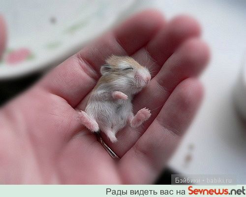 животные животные