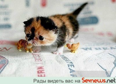 животные животные