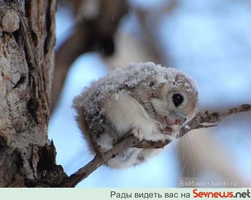 животные животные