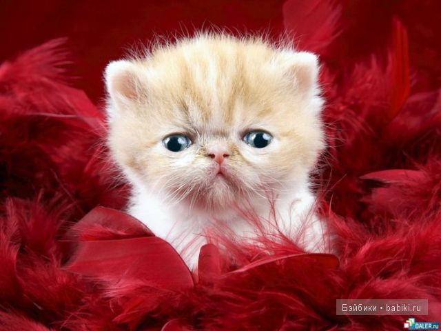 животные животные