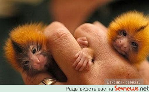 животные животные
