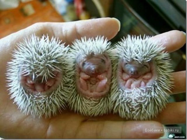 животные животные