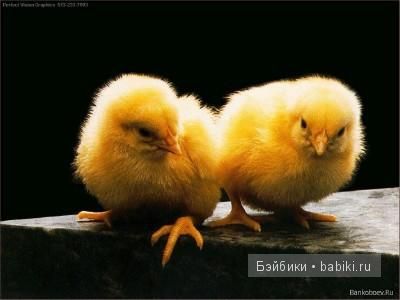 животные животные