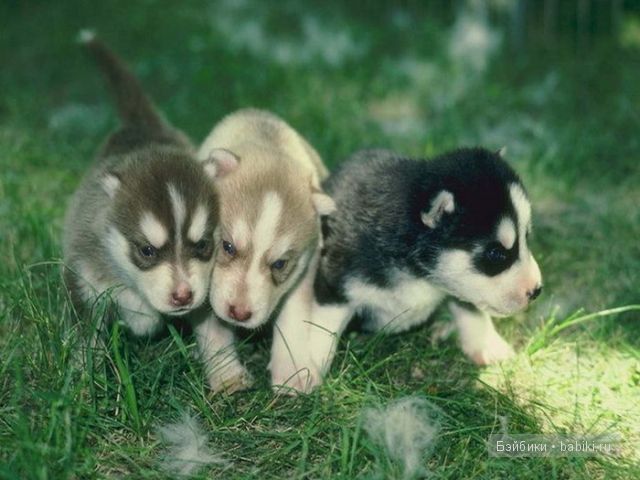 животные животные