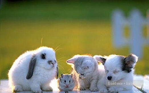 животные животные
