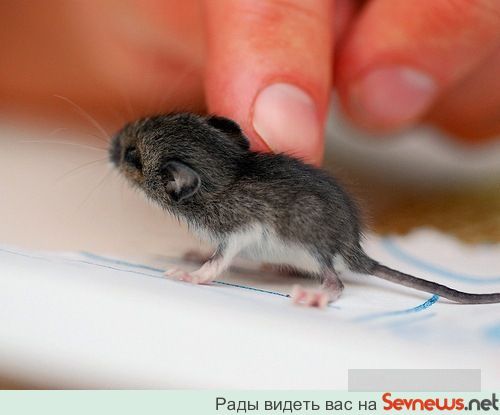животные животные