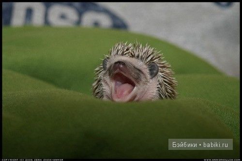 животные животные