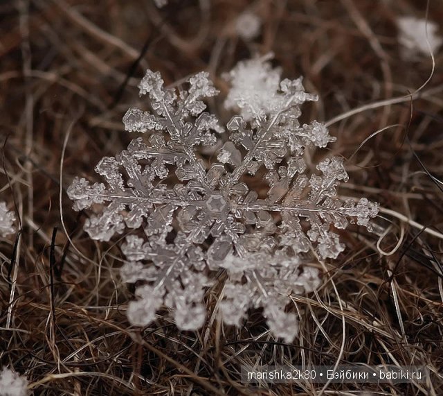 Снежинки. Какие они бывают... Макрофото Андрея Осокина (фото 8)