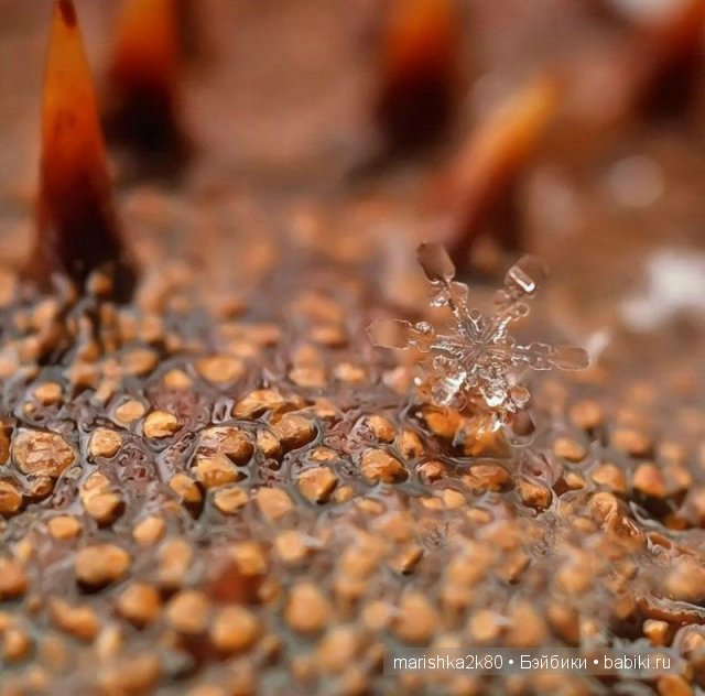 Снежинки. Какие они бывают... Макрофото Андрея Осокина (фото 10)