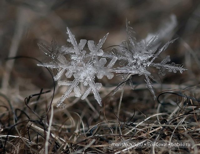 Макрофото Андрея Осокина