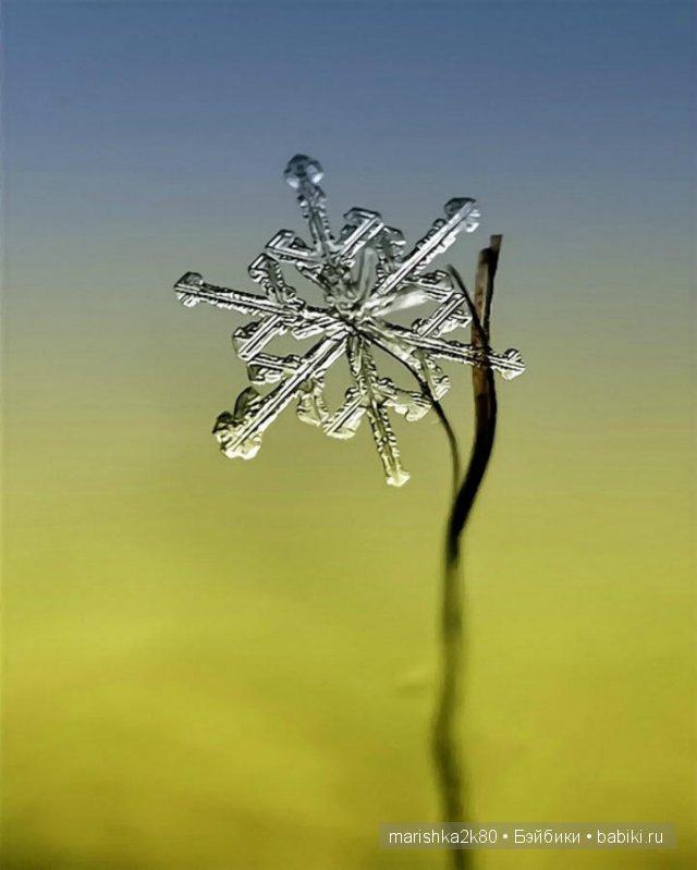 Макрофото Андрея Осокина