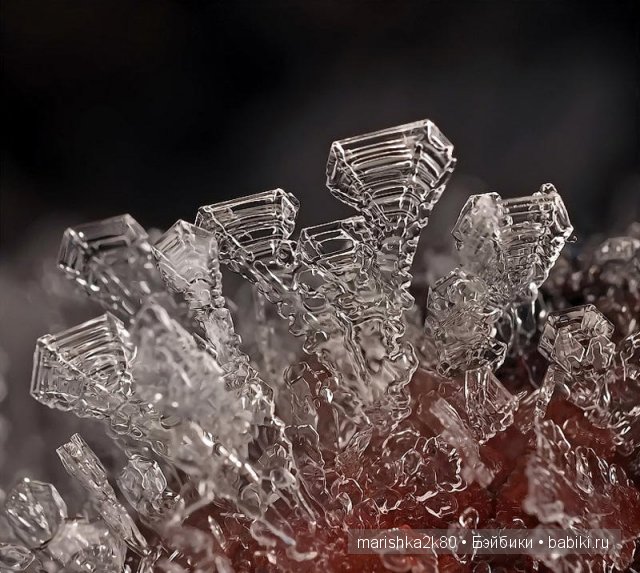 Макрофото Андрея Осокина