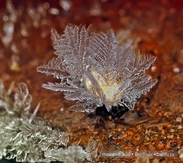 Макрофото Андрея Осокина