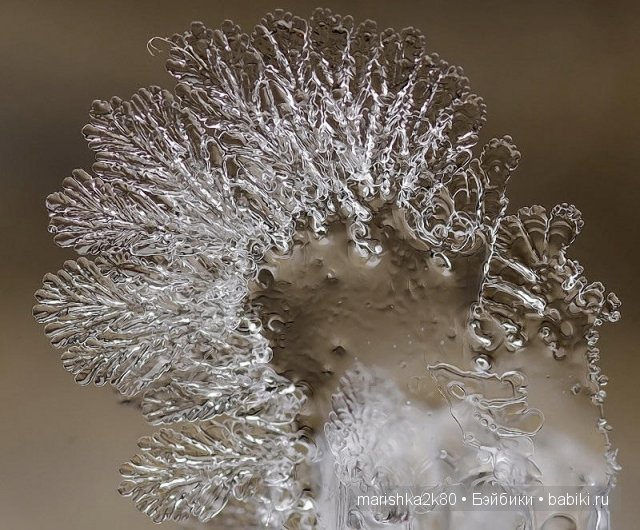 Макрофото Андрея Осокина