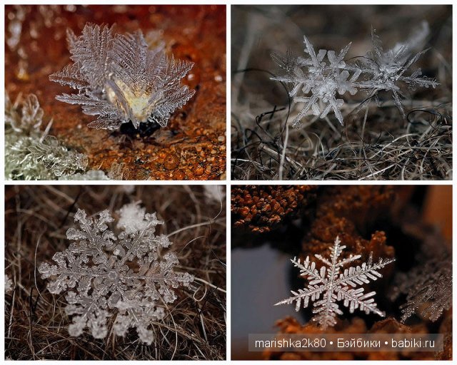 Макрофото Андрея Осокина