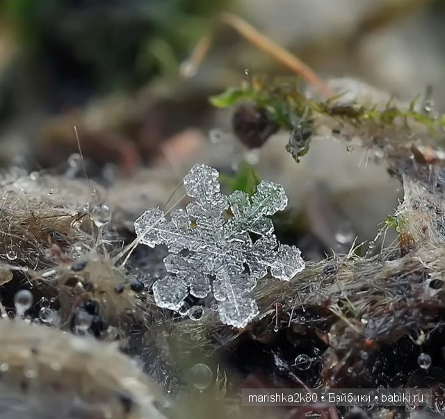Макрофото Андрея Осокина