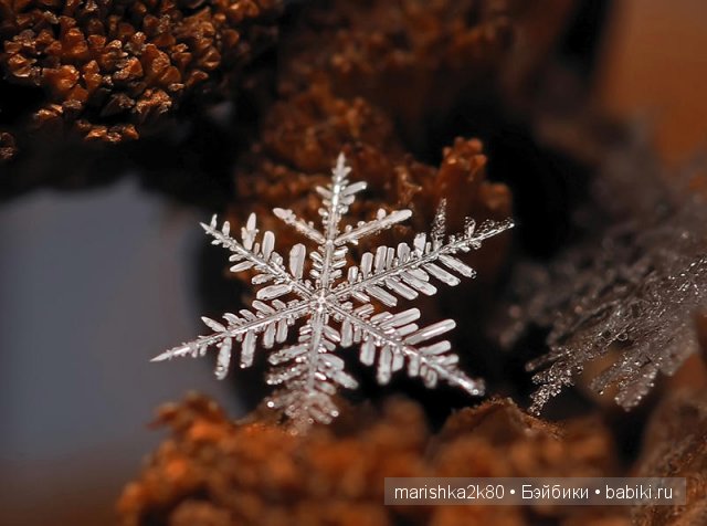 Макрофото Андрея Осокина