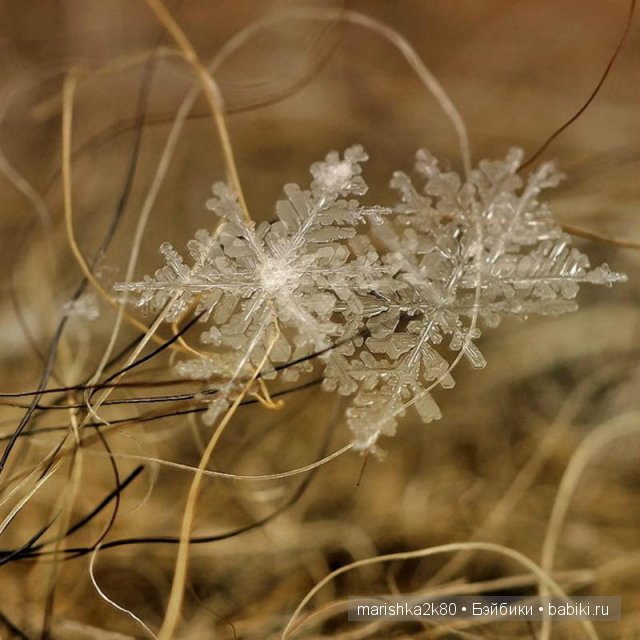 Снежинки. Какие они бывают... Макрофото Андрея Осокина (фото 7)