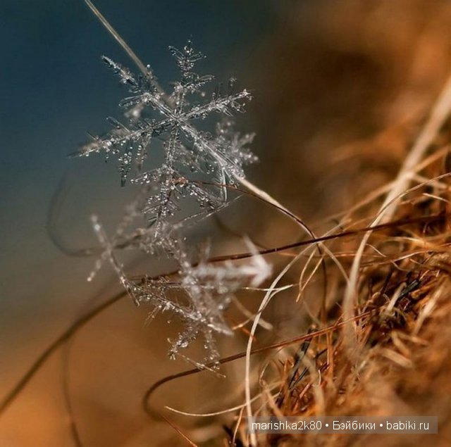 Макрофото Андрея Осокина