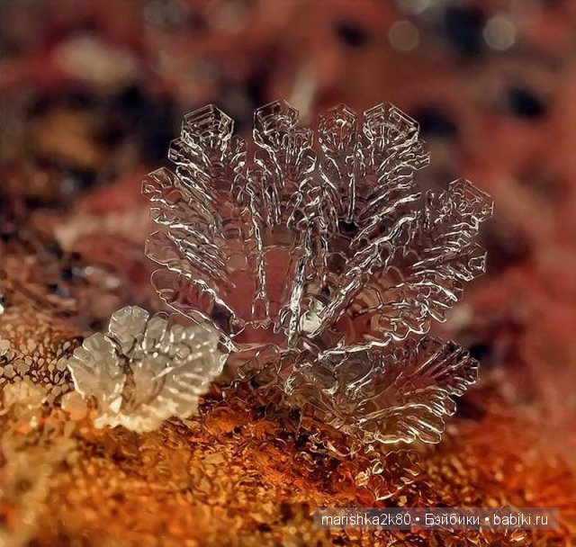 Макрофото Андрея Осокина