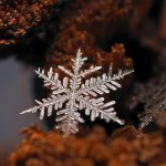 Снежинки. Какие они бывают... Макрофото Андрея Осокина