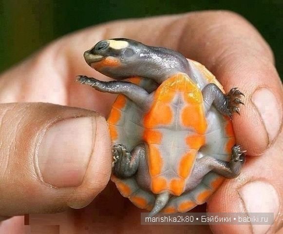 Авторская миниатюра Kerry Pajutee. Миниатюрные животные 1:12