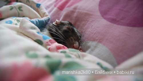 крыски,фото,Ellen van Deelen