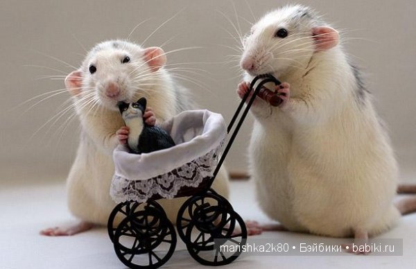 Ellen van Deelen. Фотографии крысок