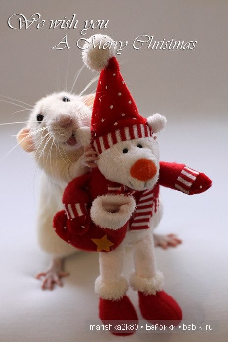 Ellen van Deelen. Фотографии крысок