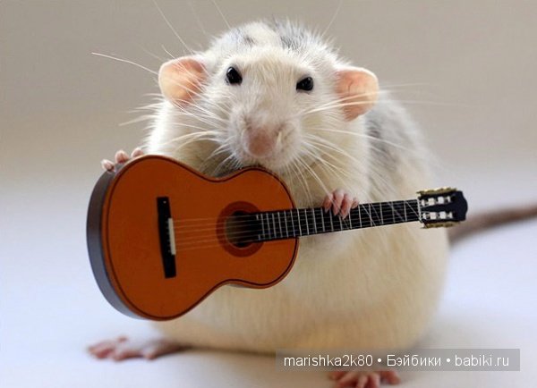 Ellen van Deelen. Фотографии крысок