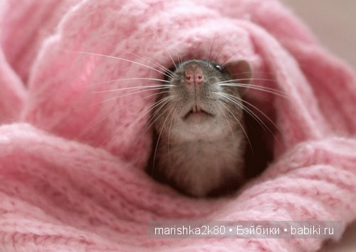 Ellen van Deelen. Фотографии крысок (фото 3)