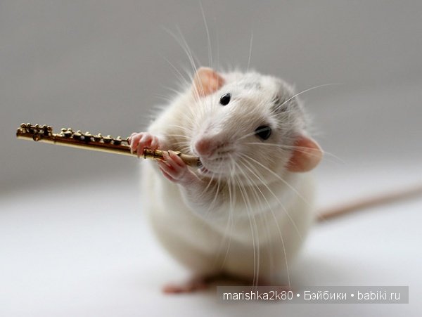 Ellen van Deelen. Фотографии крысок