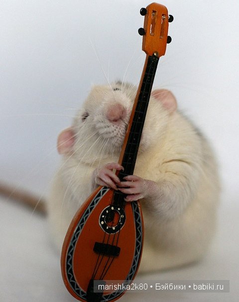 Ellen van Deelen. Фотографии крысок