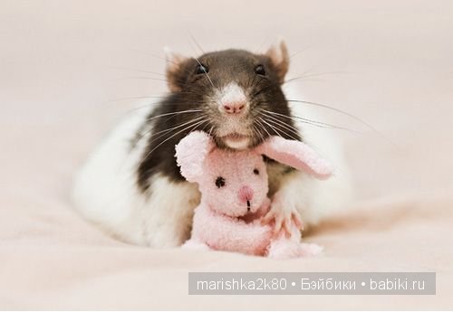 крыски,фото,Ellen van Deelen