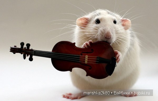 Ellen van Deelen. Фотографии крысок