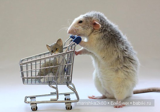 Ellen van Deelen. Фотографии крысок