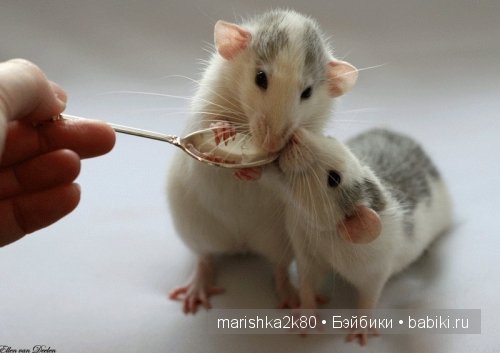 крыски,фото,Ellen van Deelen