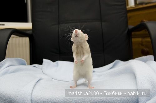 крыски,фото,Ellen van Deelen