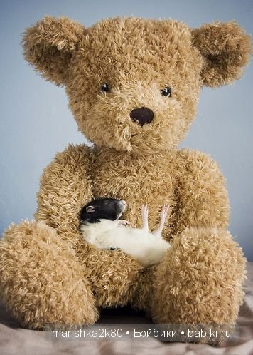 Ellen van Deelen. Фотографии крысок (фото 10)