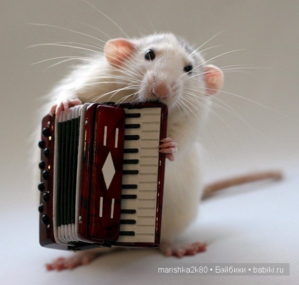 Ellen van Deelen. Фотографии крысок