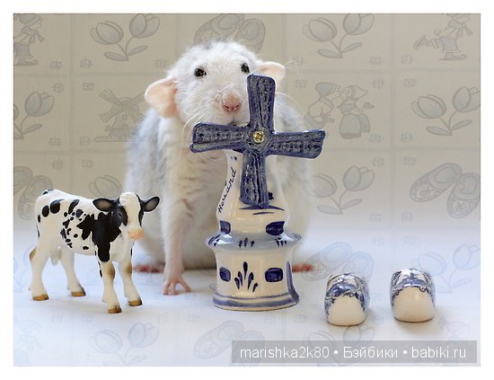 Ellen van Deelen. Фотографии крысок